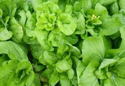 農(nóng)業(yè)部等三部門：開展植保無人飛機應用試點工作
